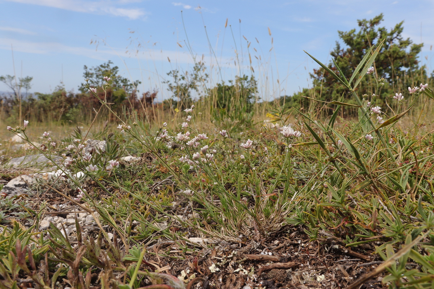 Image of Asperula supina specimen.