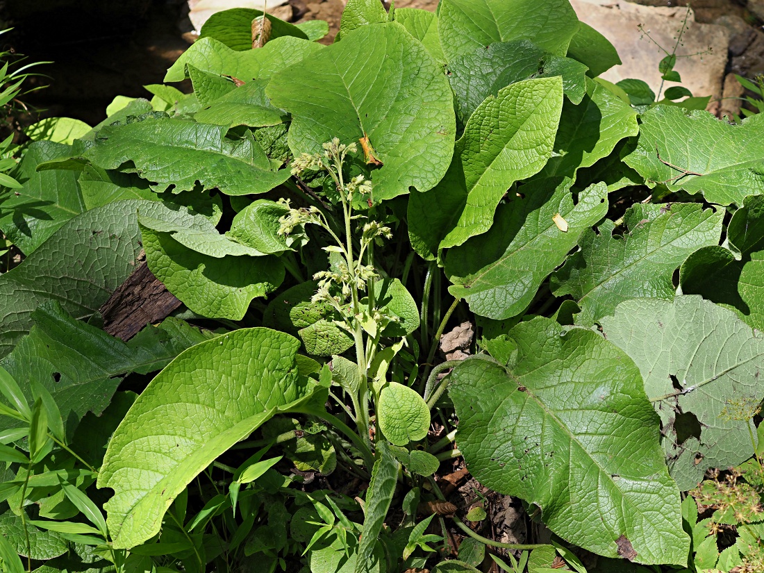 Image of Trachystemon orientalis specimen.