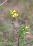 Melampyrum pratense. Верхушки цветущих побегов. Беларусь, Брестская обл., Каменецкий р-н, окр. дер. Бобинка, смешанный сосново-лиственный лес. 02.07.2026.