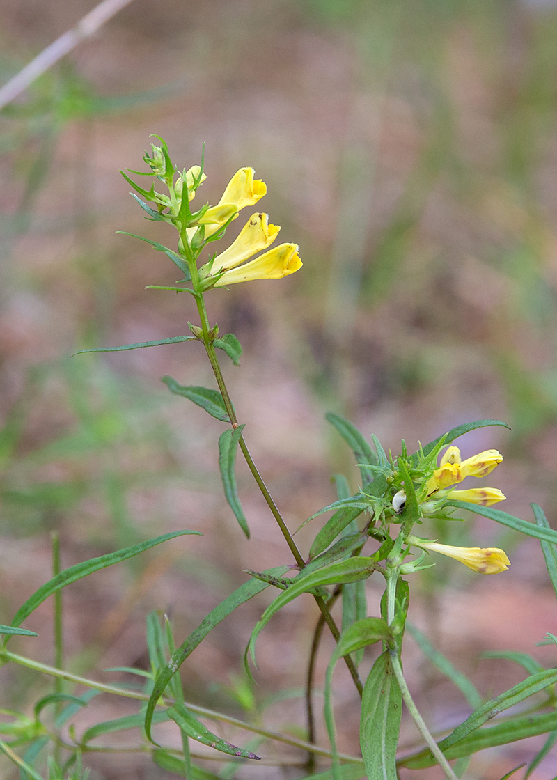 Image of Melampyrum pratense specimen.