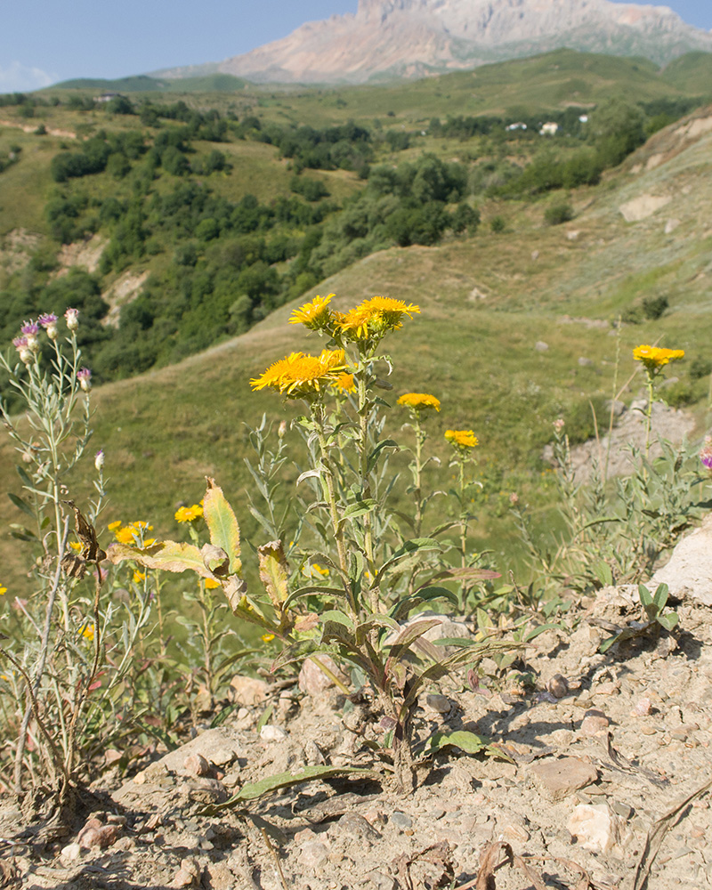 Изображение особи Inula britannica.