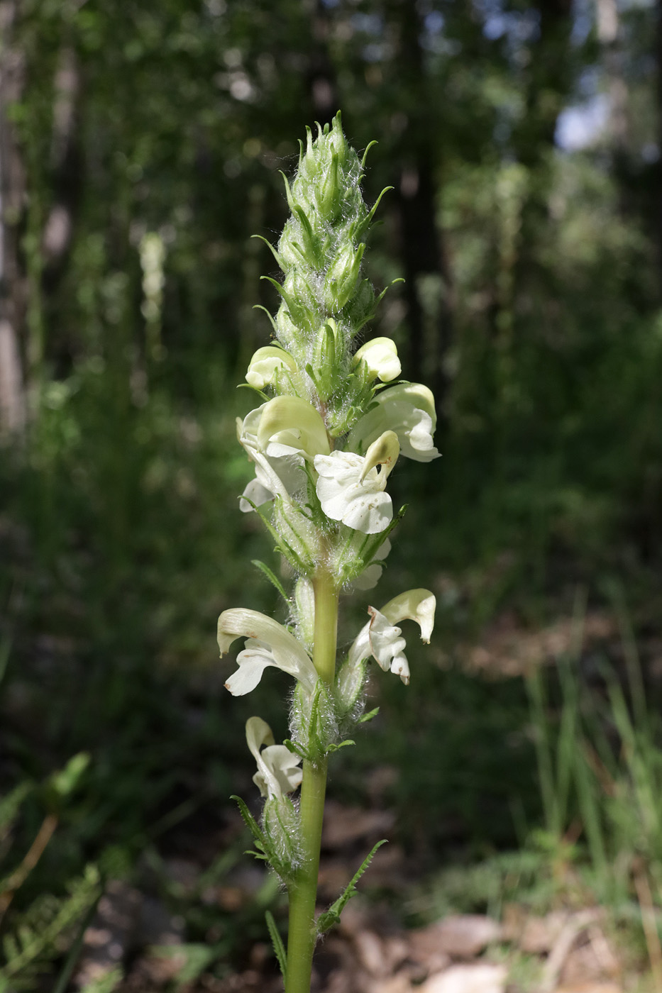 Изображение особи род Pedicularis.