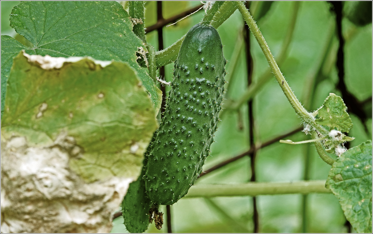 Изображение особи Cucumis sativus.
