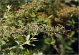 Spiraea × cinerea