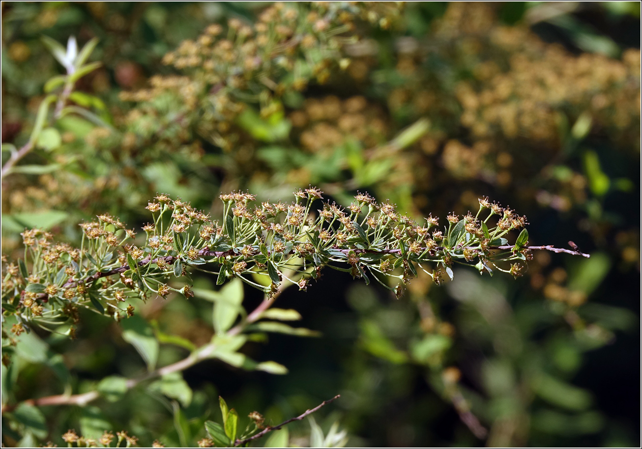 Image of Spiraea × cinerea specimen.