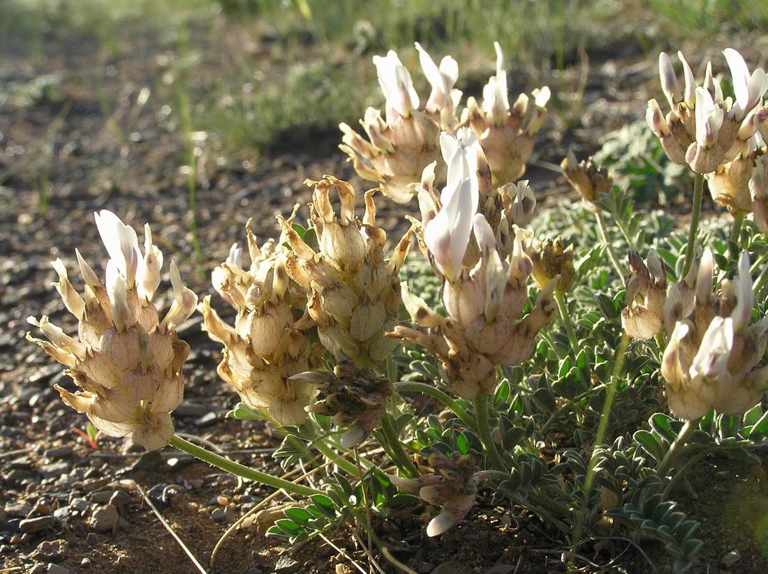 Image of Astragalus dilutus specimen.