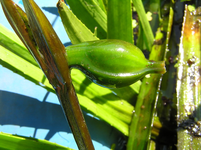 Image of Stratiotes aloides specimen.