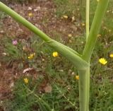 Thapsia villosa