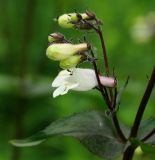 Penstemon digitalis. Часть соцветия с бутонами и распустившимся цветком. Москва, БС МГУ. 24.06.2011.