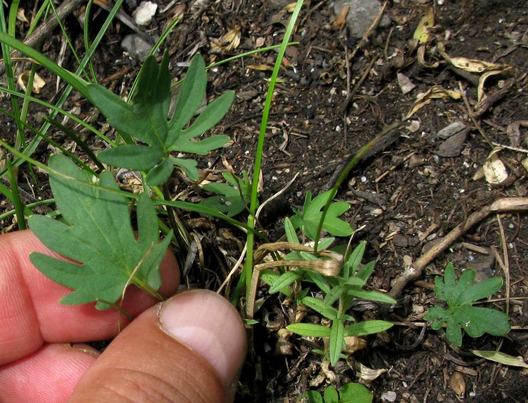 Image of Viola ingolensis specimen.