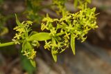 Cruciata coronata