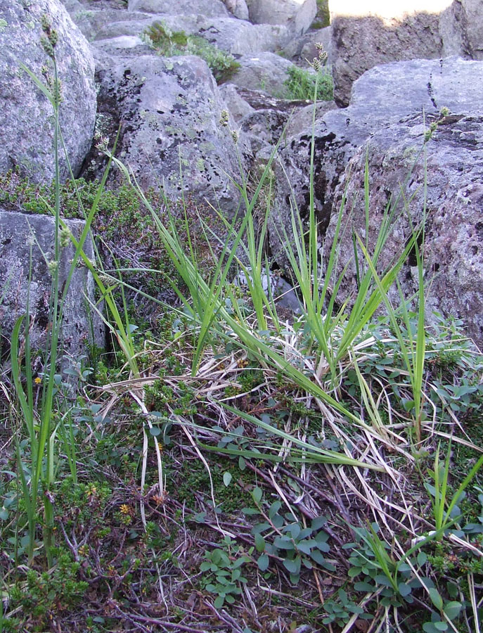 Image of Carex adelostoma specimen.