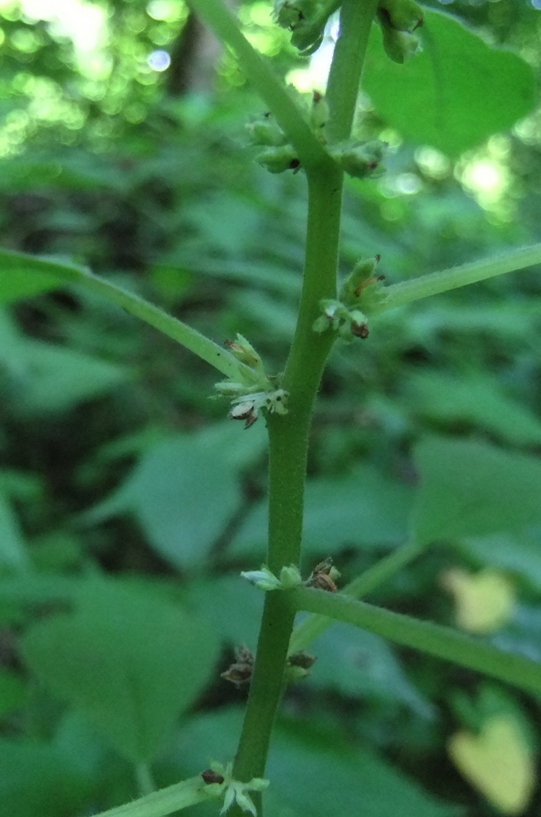 Изображение особи Parietaria officinalis.