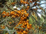 Hippophae rhamnoides