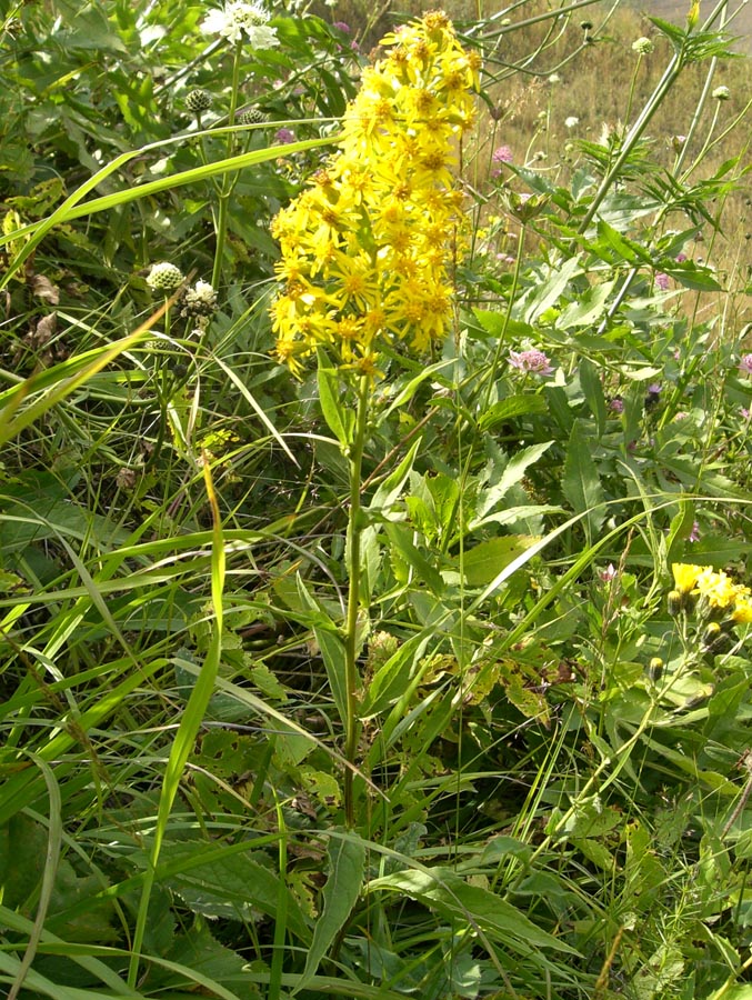 Изображение особи Solidago armena.