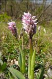 Orchis simia. Распускающиеся соцветия. Черноморское побережье, в 10 км западнее г. Новороссийск, шибляк. 12 апреля 2009 г.