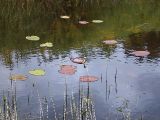 Nuphar pumila