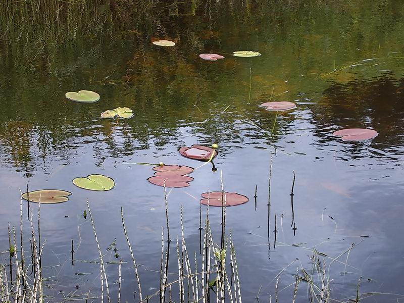 Image of Nuphar pumila specimen.