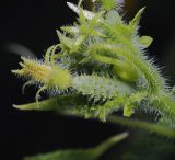 Image of taxon representative. Author is Виталий Гуменюк