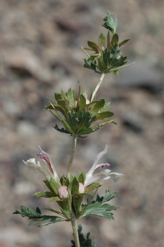 Изображение особи Lagochilus diacanthophyllus.