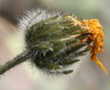 Hieracium alpinum. Отцветающее соцветие-корзинка. Мурманская обл., Восточный Мурман, окр. пос. Дальние Зеленцы, сопка у бухты Плохие Чевры, на скальном уступе в небольшом разломе. 06.08.2010.