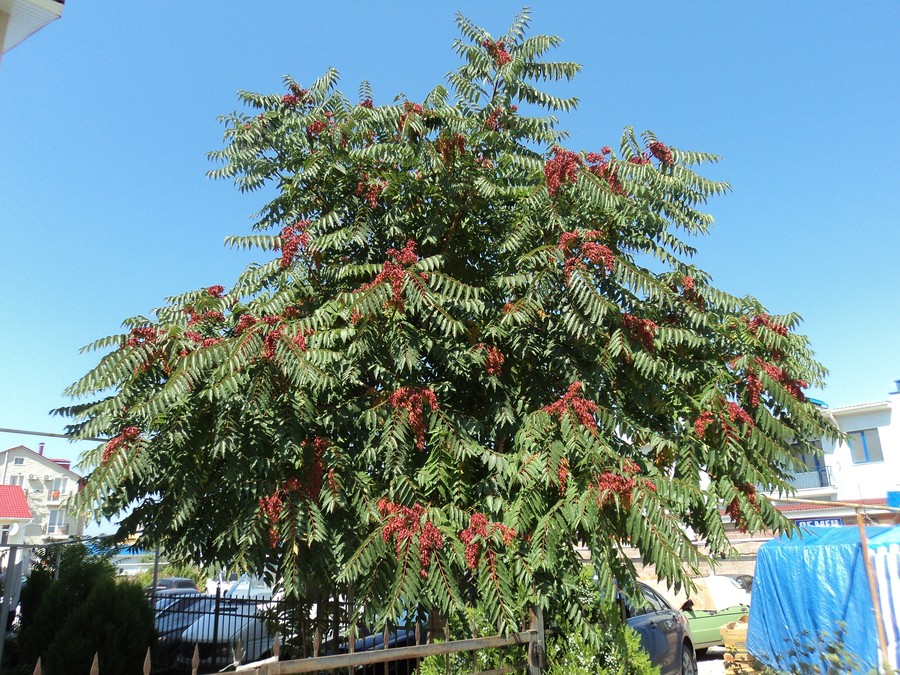 Изображение особи Ailanthus altissima.