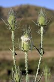 Dipsacus laciniatus