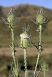 Dipsacus laciniatus. Верхушка цветущего растения. Южный Казахстан, Верхний Боролдай. 14.07.2011.
