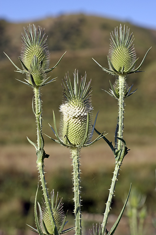 Изображение особи Dipsacus laciniatus.