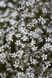 Acanthophyllum gypsophiloides. Цветки. Южный Казахстан, Верхний Боролдай, ущ. Карасай, восточный гребень. 30.06.2011.