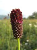 Sanguisorba officinalis