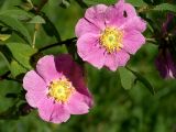 Rosa glabrifolia. Цветки. Московская обл., Раменский р-н, окр. дер. Хрипань, дачный участок. 24.06.2004.