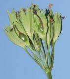 Primula veris