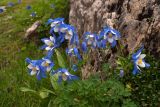 род Aquilegia. Верхняя часть цветущего растения. Забайкалье, хребет Кодар. 22.07.2007.