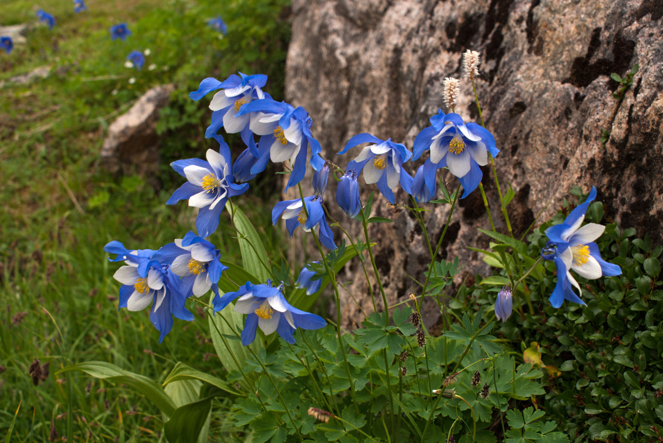 Изображение особи род Aquilegia.