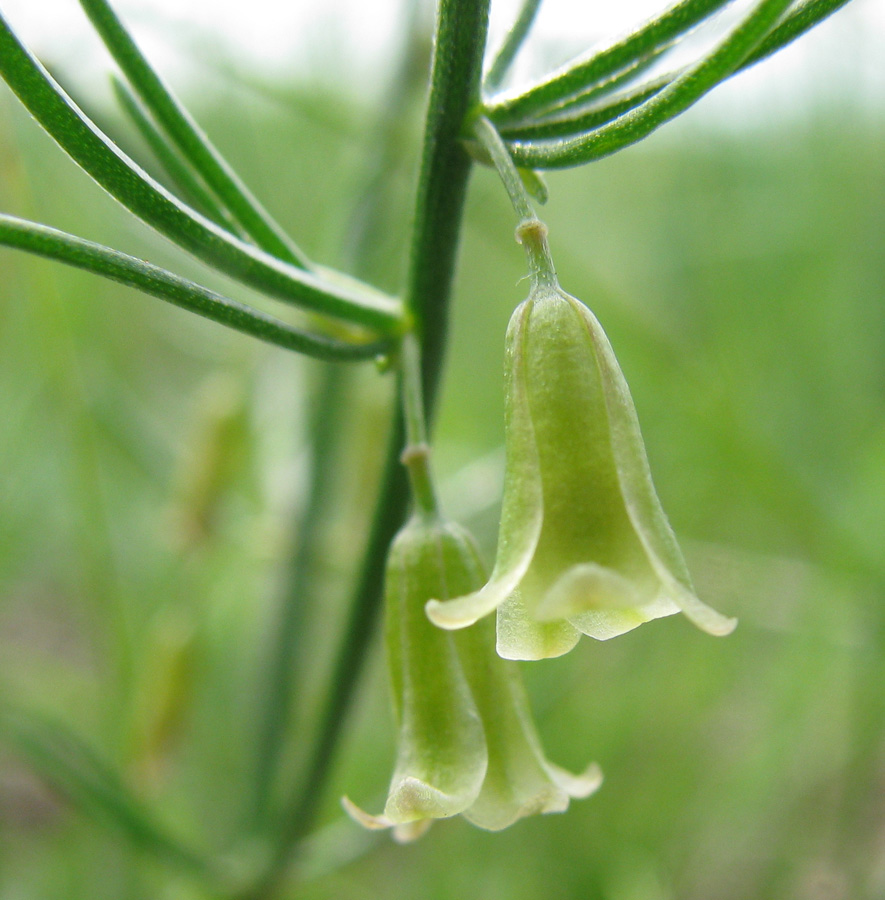 Image of Asparagus dauricus specimen.