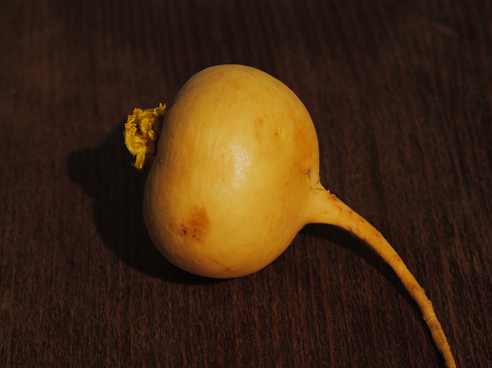 Изображение особи Brassica rapa.