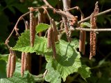 Corylus avellana. Веточка с мужскими соцветиями. Украина, Закарпатская обл., Свалявский р-н, опушка леса возле с. Солочин. 22 мая 2011 г.