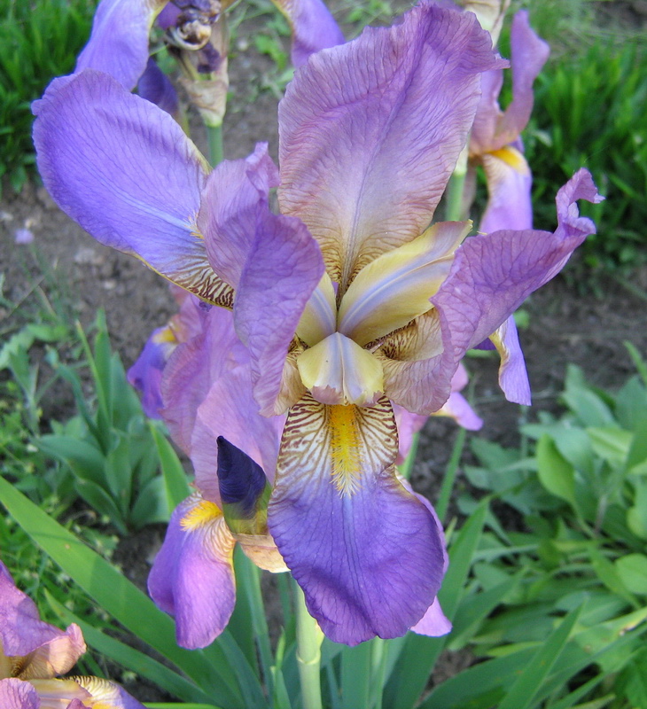 Изображение особи Iris &times; hybrida.