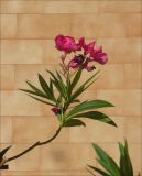 Nerium oleander