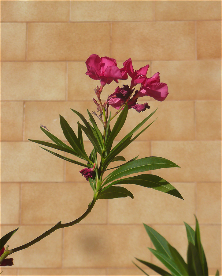 Image of Nerium oleander specimen.