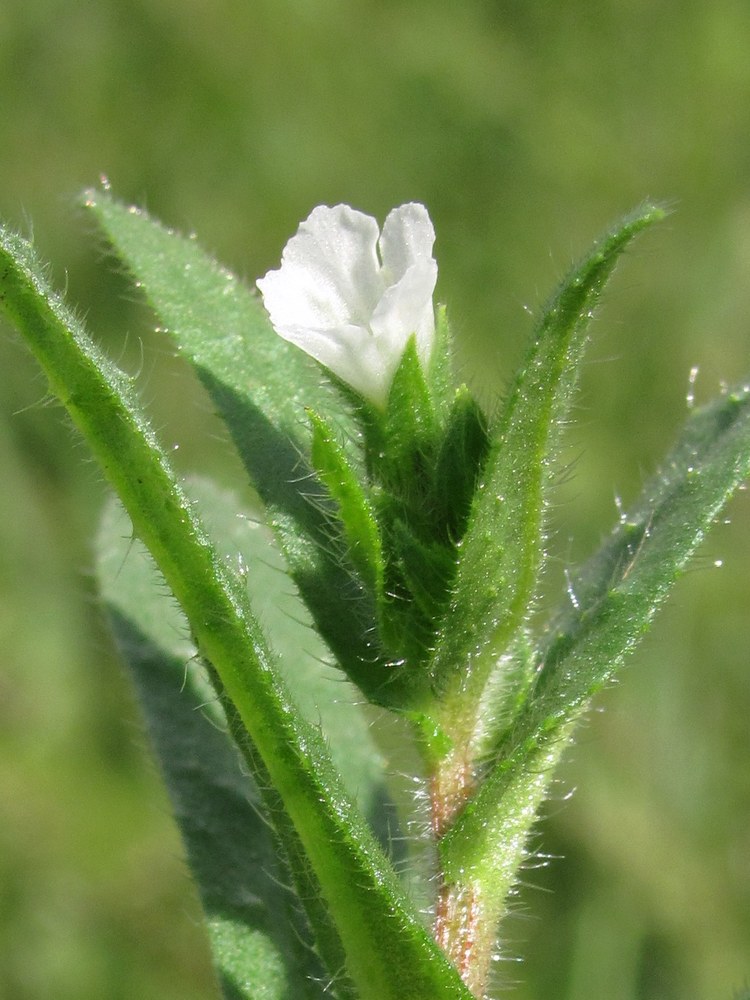 Image of Nonea echioides specimen.