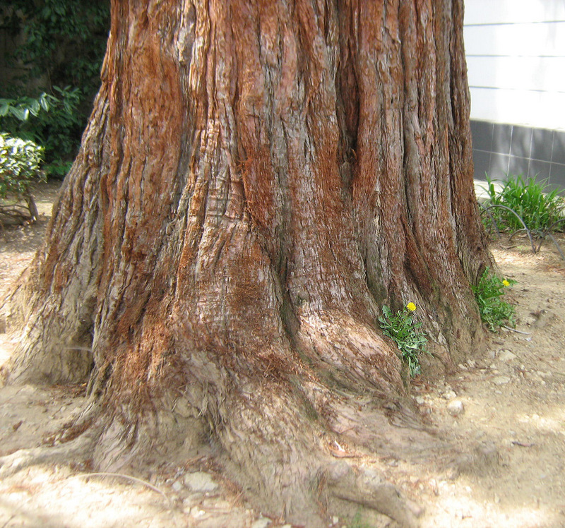 Изображение особи Sequoiadendron giganteum.