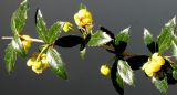 Berberis verruculosa. Часть ветки с цветками. Германия, г. Кемпен. в культуре. 29.04.2012.