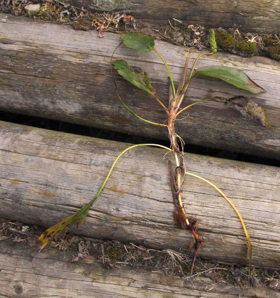 Изображение особи Potamogeton polygonifolius.