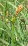 Carex michelii. Соцветие. Крым, окр. с. Перевальное, урочище Аян. 11 мая 2012 г.