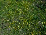 Potentilla freyniana