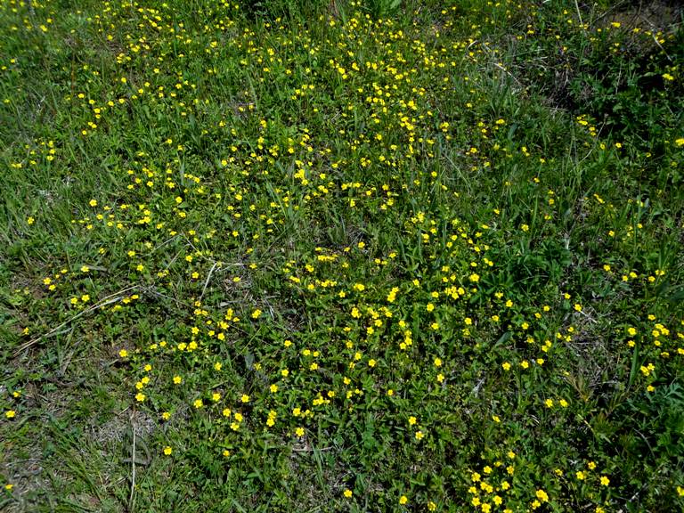 Изображение особи Potentilla freyniana.