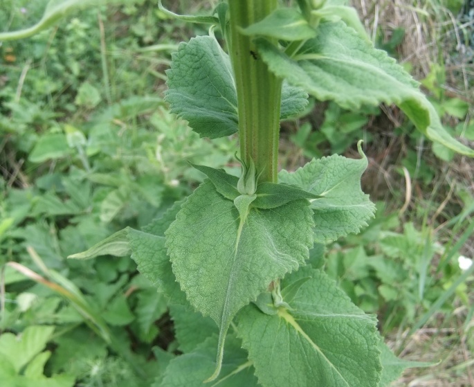 Изображение особи Verbascum pyramidatum.