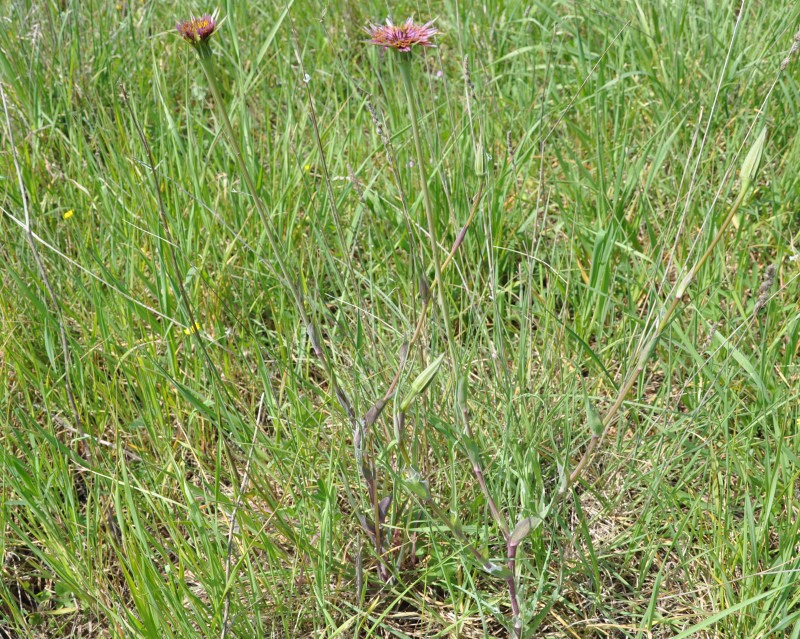 Изображение особи Tragopogon australis.